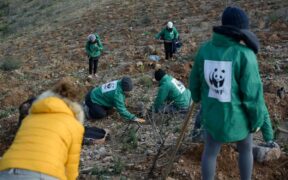 WWF αναδάσωση- Δίνουμε ζωή στο δάσος